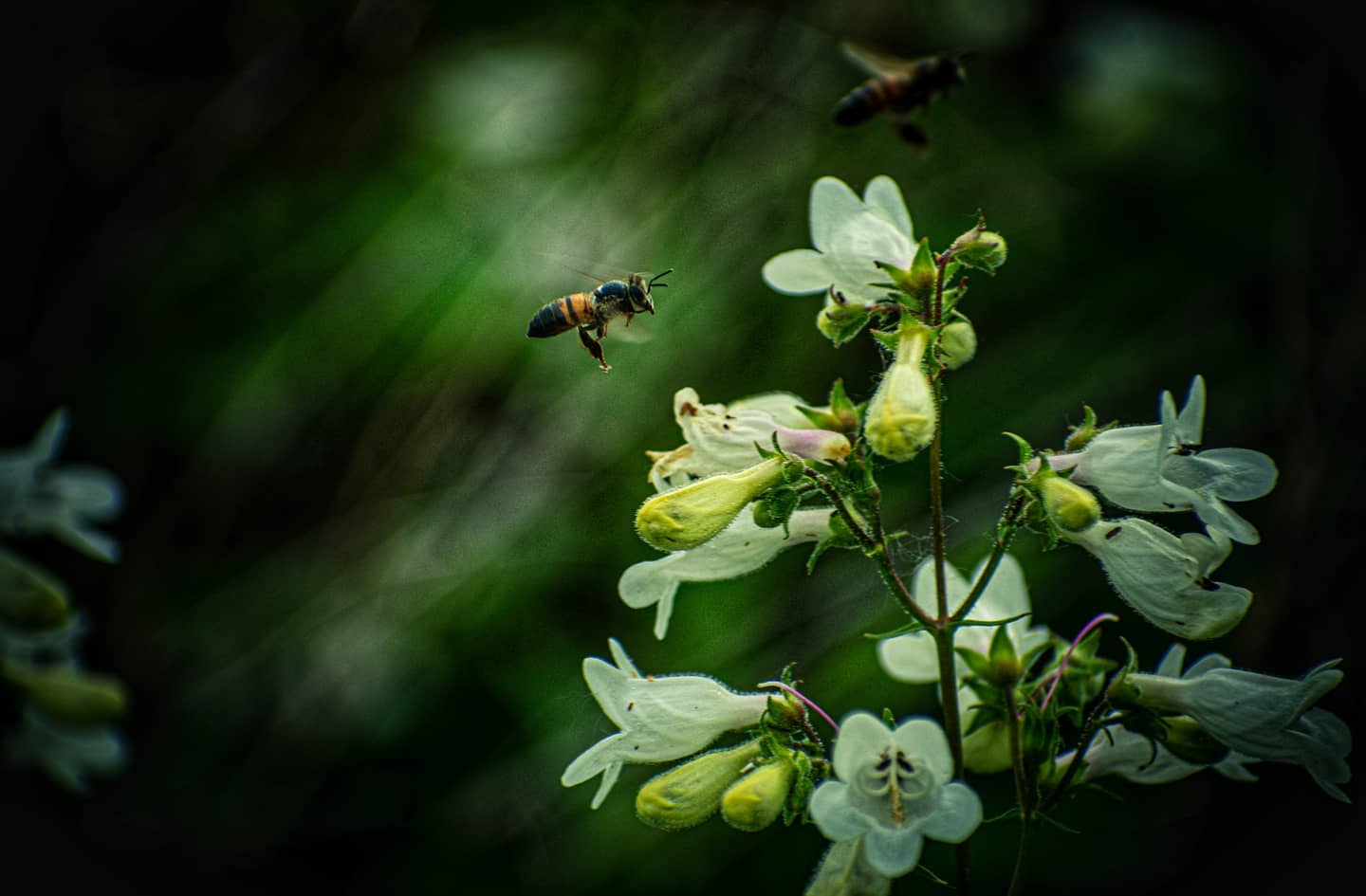 Hovering Bee