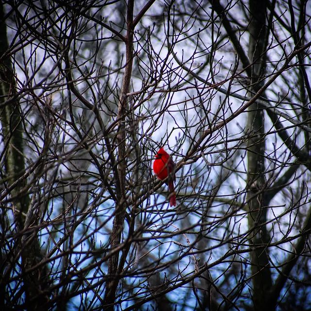 Cardinal in Tree